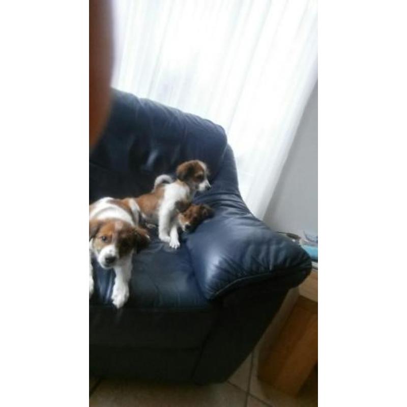 Mooie lieve kooiker pups