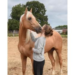 Schitterende grote palomino Andalusiër ruin!