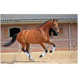 Talentvolle 4 jarige prok merrie van Everdale