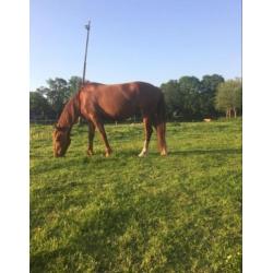Lieve, pittige ruin te koop