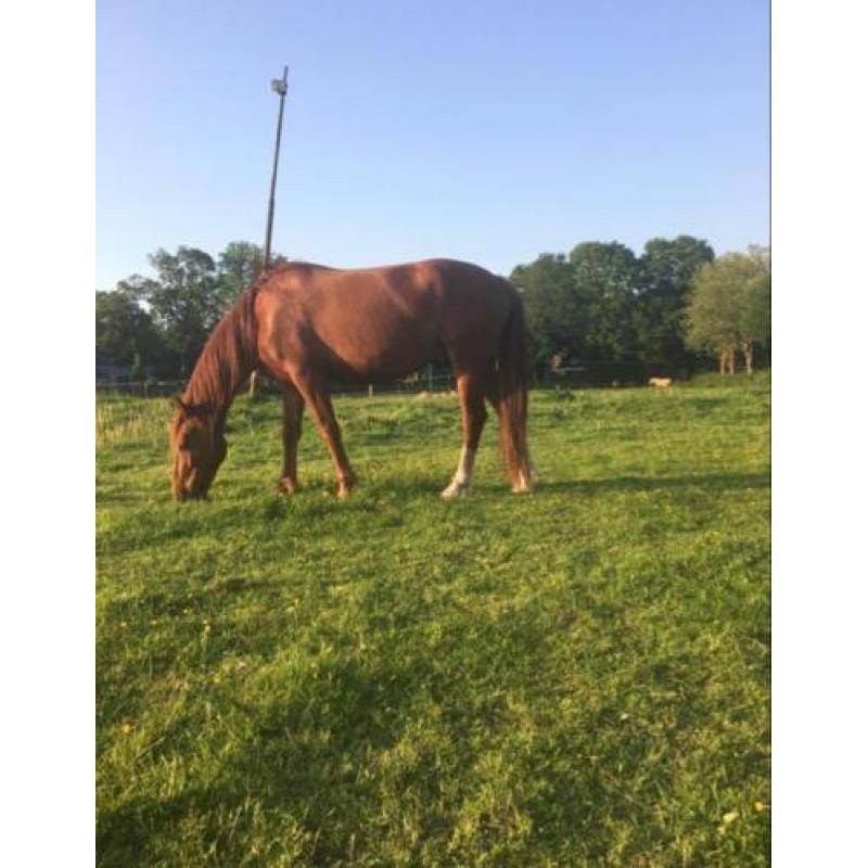 Lieve, pittige ruin te koop