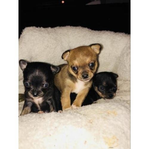 Chihuahua pups