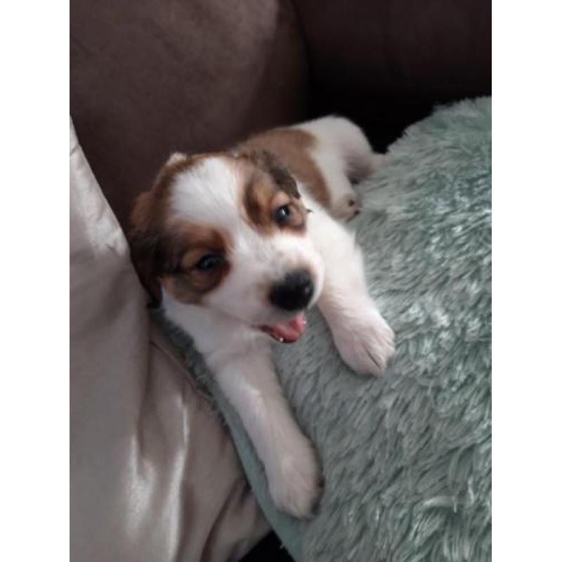 Kooikerpups te koop nog 1 dame