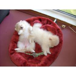 Pomeriaan/pomeranian - jonge pupjes
