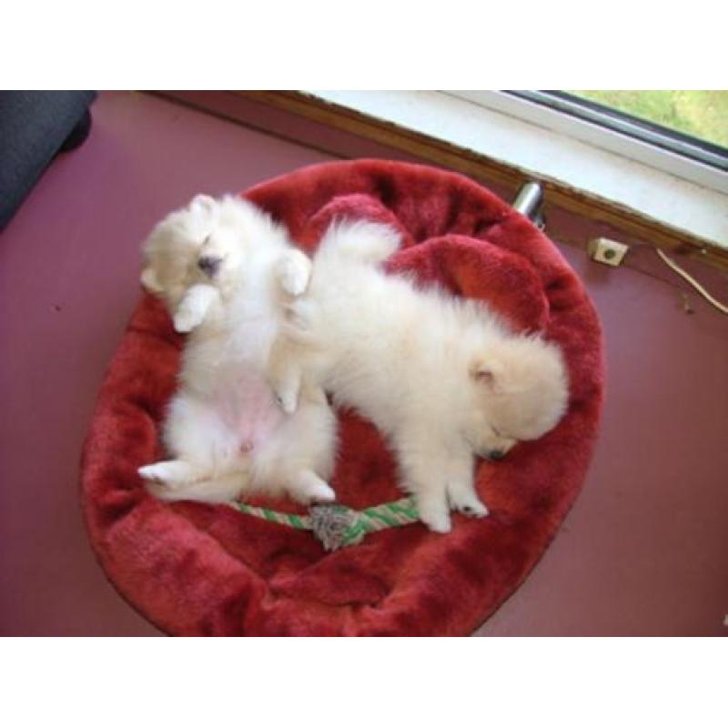 Pomeriaan/pomeranian - jonge pupjes