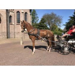 Paard of pony betuigen