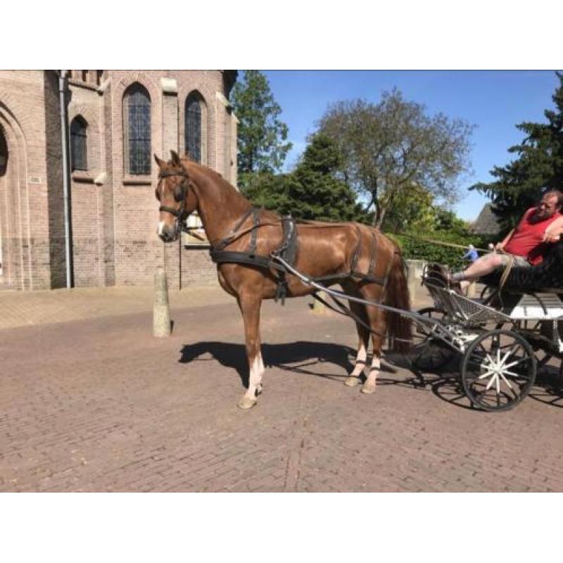 Paard of pony betuigen