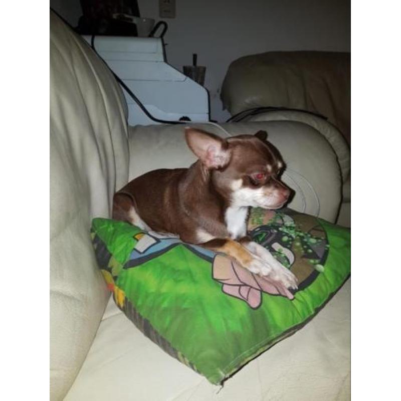 mooie korthaar chihuahua choko teef