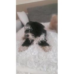Mooie lieve shih tzu x powder puff
