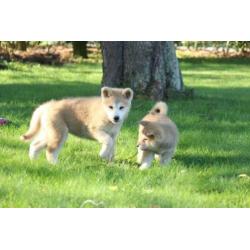 akita inu pups