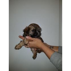 Prachtige boomer pups