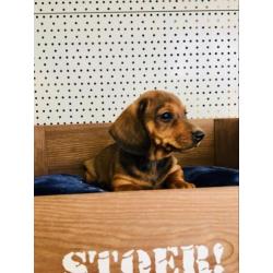 Lieve teckel pups zoeken een baasje