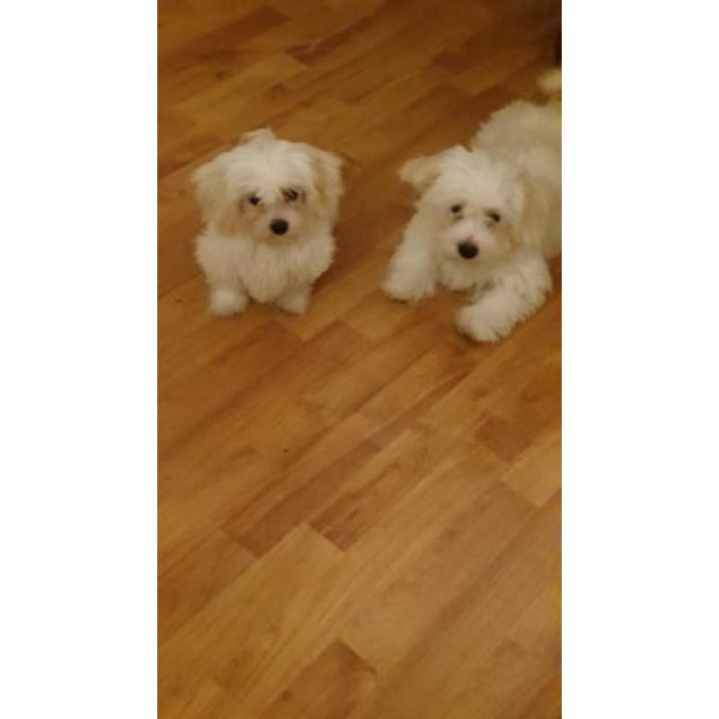 Maltezer