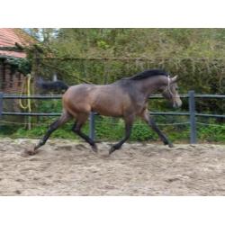 Sport arabieren te koop VS Arabians