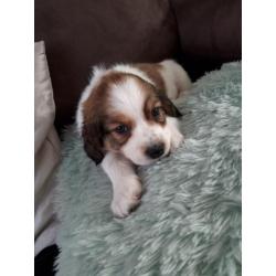 Kooikerpups te koop nog 1 dame