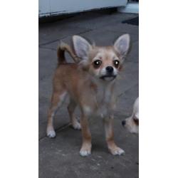 Mooie langhaar chihuahua pup