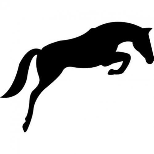 Springpaarden gezocht in de leeftijd van 3 t/m 8 jaar