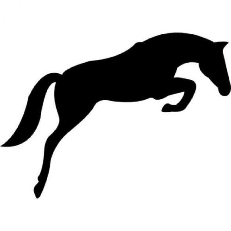 Springpaarden gezocht in de leeftijd van 3 t/m 8 jaar