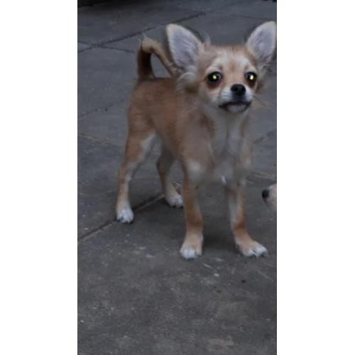 Mooie langhaar chihuahua pup