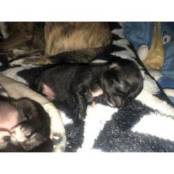 Chihuahua pups