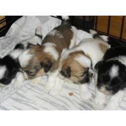 te koop 3 mooie shihtzu pupy s
