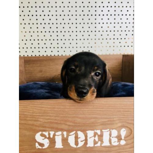 Lieve teckel pups zoeken een baasje