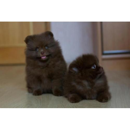 2 Zeer Mooie Choco Pomeranian/Pomeriaan/Dwergkeesje/FCI