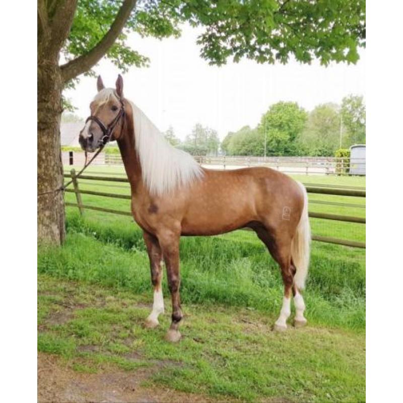 Schitterende grote palomino Andalusiër ruin!