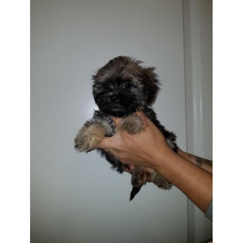 Prachtige boomer pups