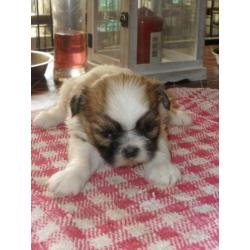 te koop 3 mooie shihtzu pupy s