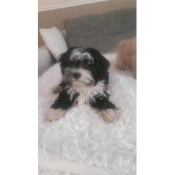 Mooie lieve shih tzu x powder puff