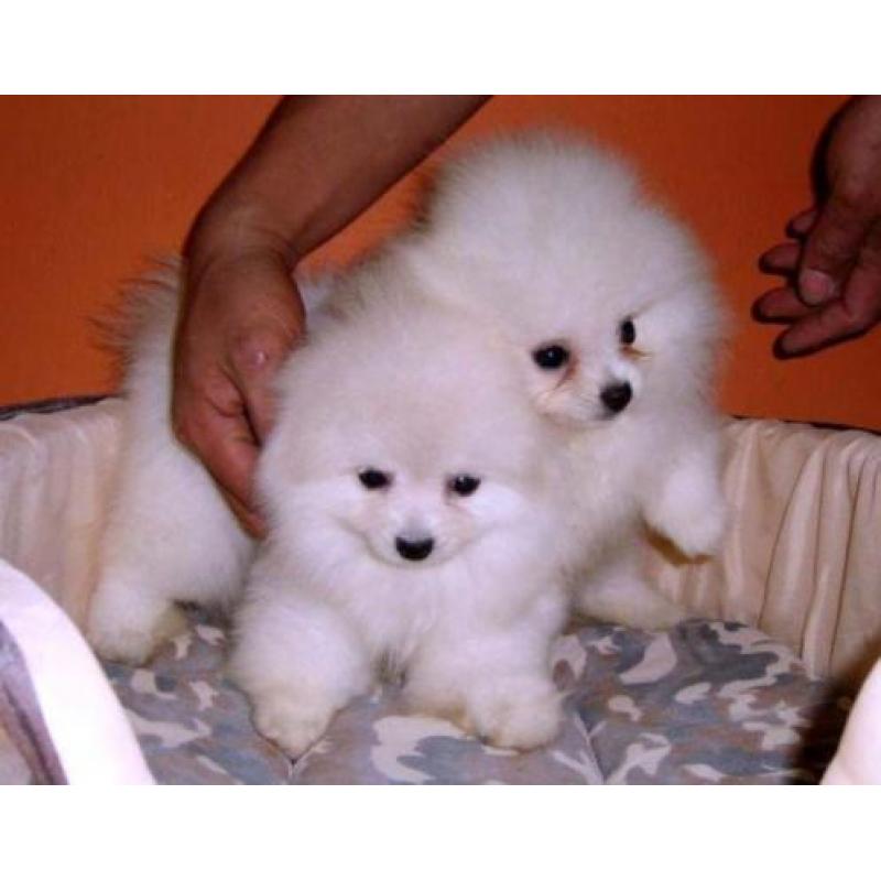 Pomeriaan/pomeranian - jonge pupjes