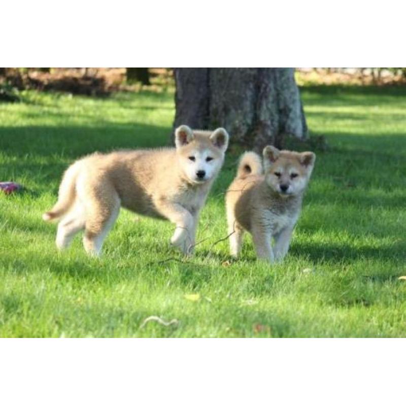 akita inu pups