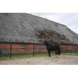 Zwart/bruine merrie