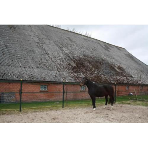 Zwart/bruine merrie