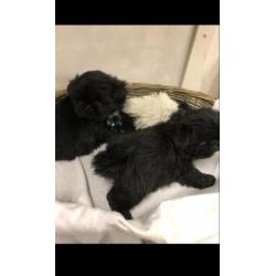 Shi tzu pups