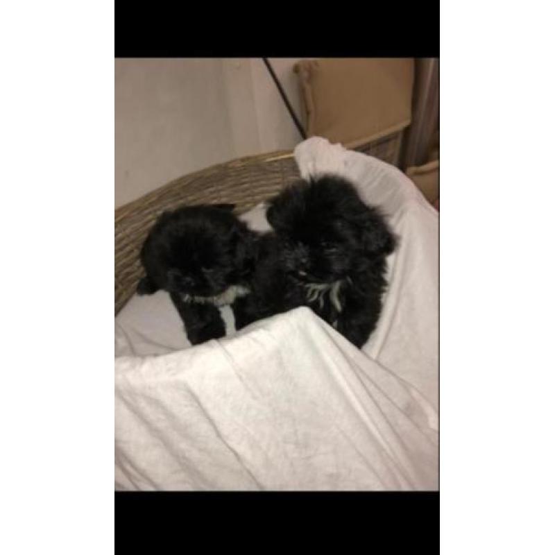 Shi tzu pups