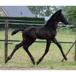 Super kans! Mooie fokmerrie (bordeaux x wynton) te koop