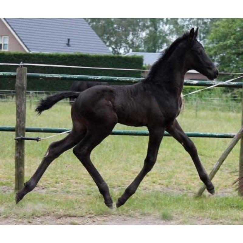 Super kans! Mooie fokmerrie (bordeaux x wynton) te koop