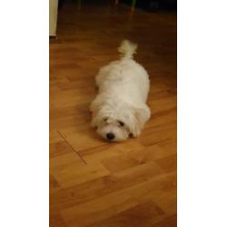 Maltezer
