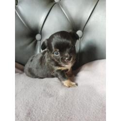 Prachtige Chihauhau pups te koop