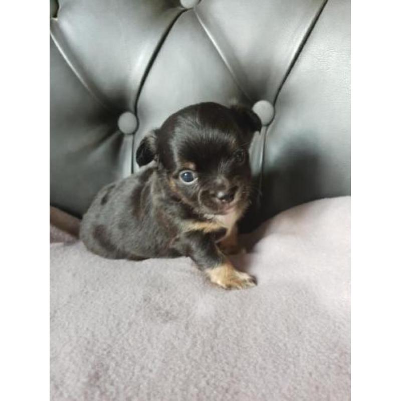 Prachtige Chihauhau pups te koop