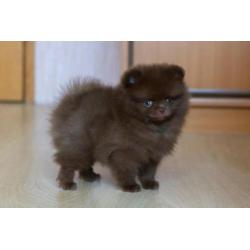 2 Zeer Mooie Choco Pomeranian/Pomeriaan/Dwergkeesje/FCI