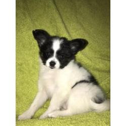 Vlinderhond, vlinderhondje pup, Papillon pup reu