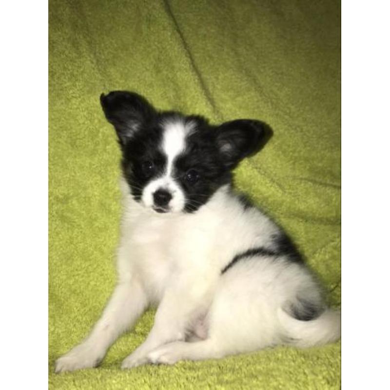 Vlinderhond, vlinderhondje pup, Papillon pup reu