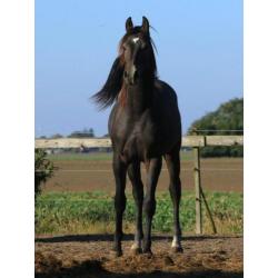 Sport arabieren te koop VS Arabians