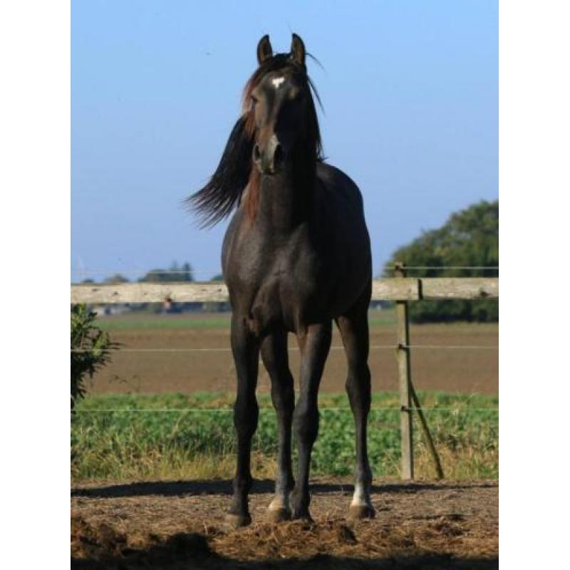 Sport arabieren te koop VS Arabians