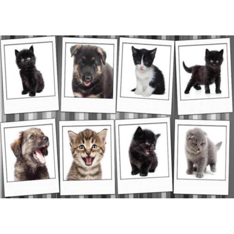 Sweet kitten fotobehang, poezen behang, huisdieren behang