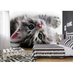 Sweet kitten fotobehang, poezen behang, huisdieren behang