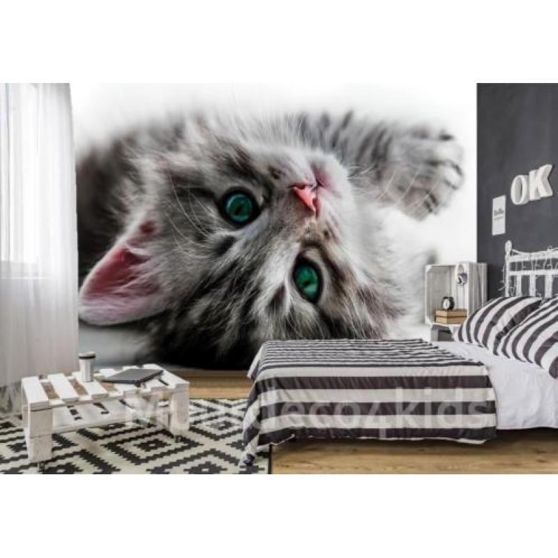 Sweet kitten fotobehang, poezen behang, huisdieren behang